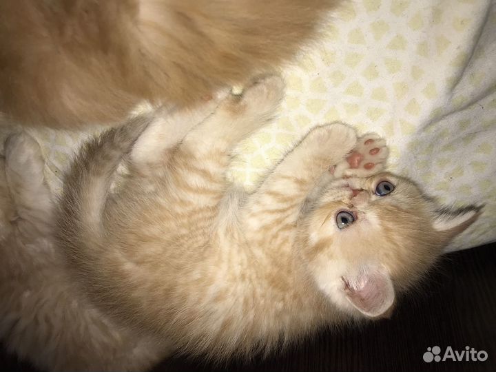 Персидские котята
