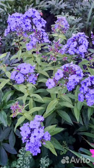 Флоксы сортовые. Флокс шиловидный