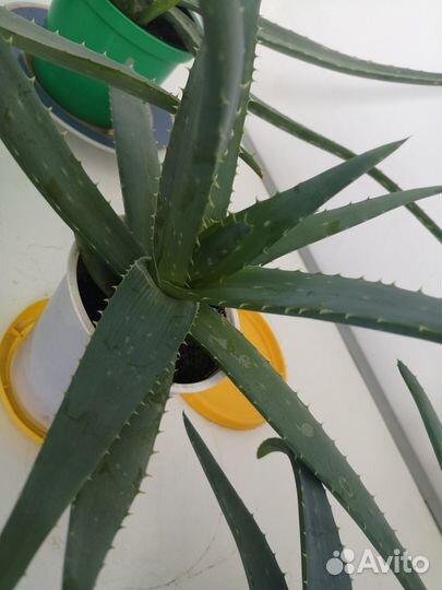 Растение алоэ Вера