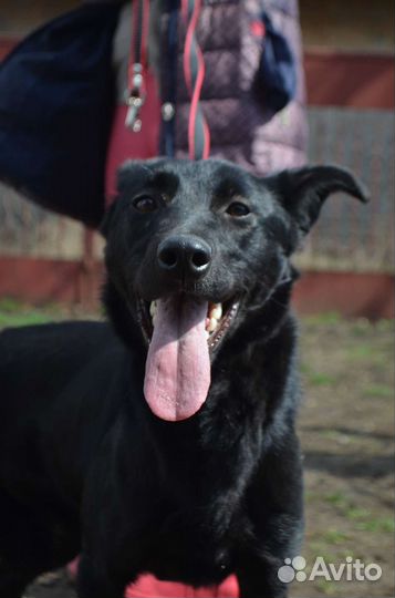 Собака в добрые руки отдам бесплатно