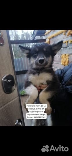 Домашние животные собаки щенки бесплатно