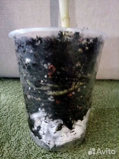 Аглаонема 10 карат (Паинтед Селебрейшн)