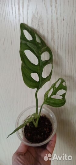 Монстера Адансона мрамор Индонезия