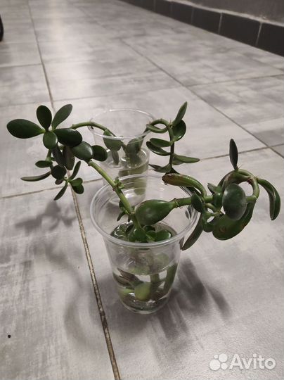 Комнатные цветы денежное дерево