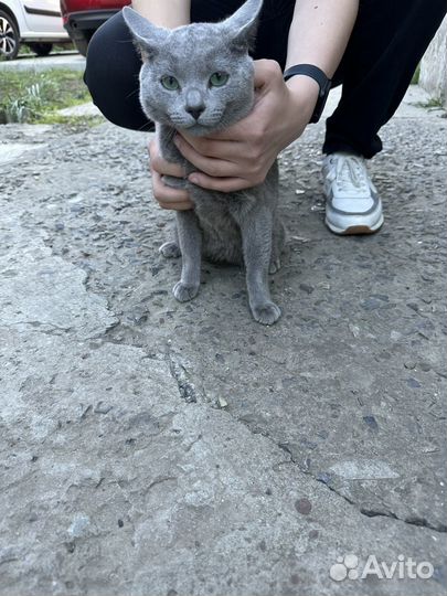 Русская голубая
