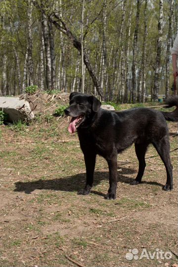 Потап хочет в семью (Собака из приюта)