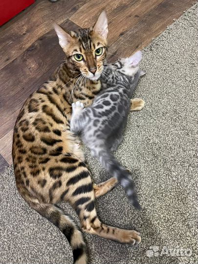 Бенгальская