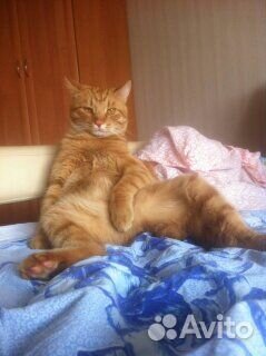 Продам усы кота