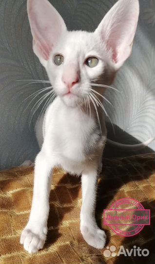 Ориентальный котенок