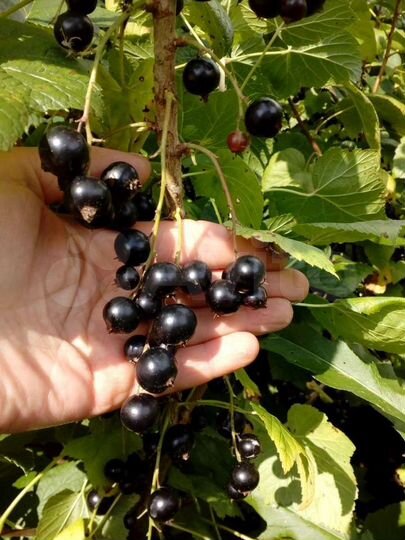 Дом 76,8 м² на участке 6 сот.