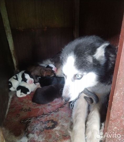 Хаски,Алабай