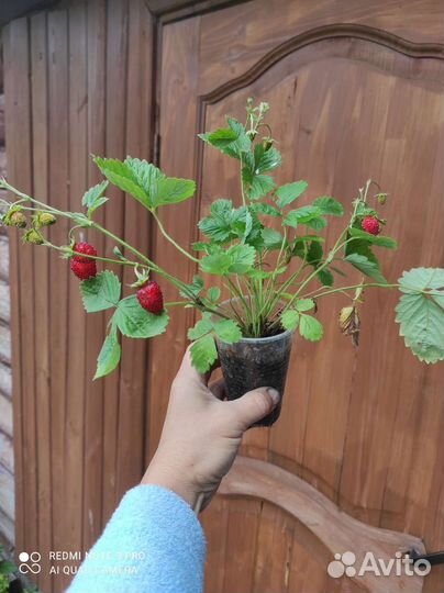 Земляника ремонтантная