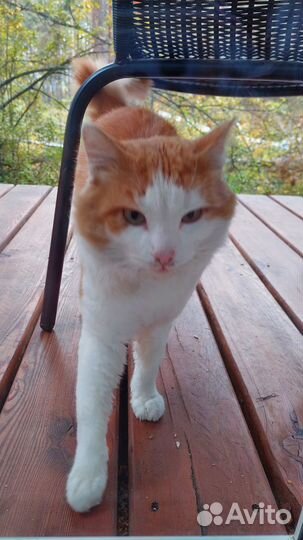 Котик ищет дом