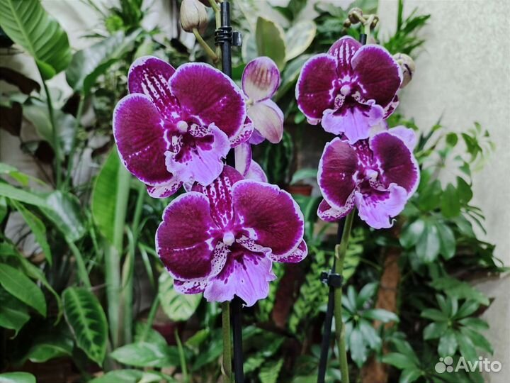 Орхидея фаленопсис биг лип