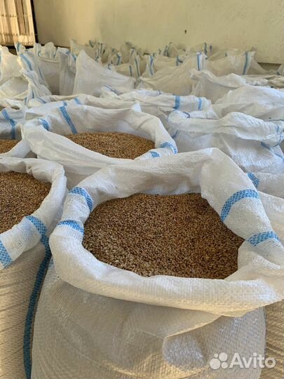 Пшеница фуражная