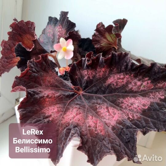 Бегония сортовая декоративная листы и взрослые