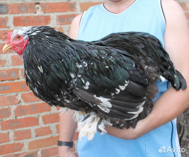 Молодые петушки Брама