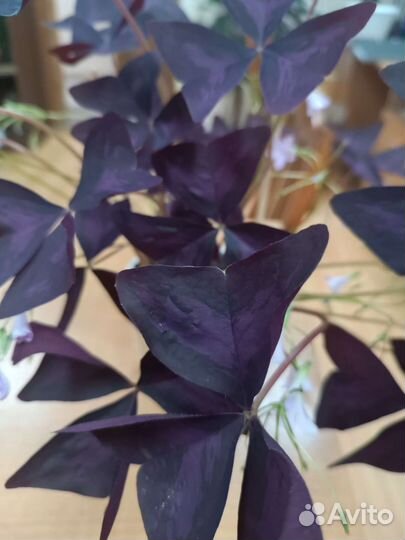 Кислица оксалис