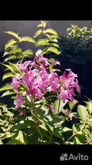 Лилии, лилейник, кампсис и др