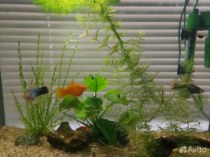 Аквариум с рыбками