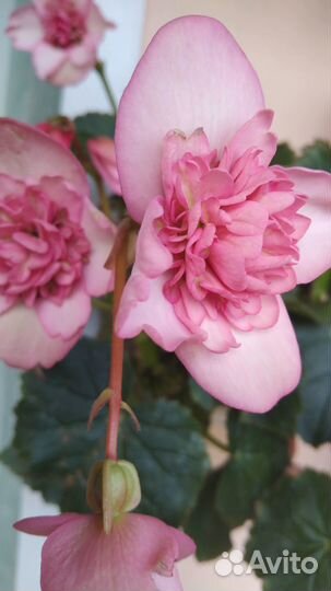 Бегонии Элатиор(и другие