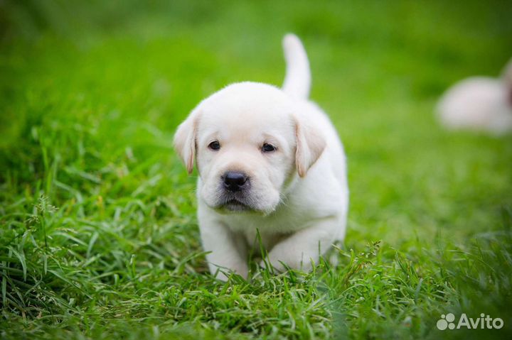 Лабрадоры РКФ