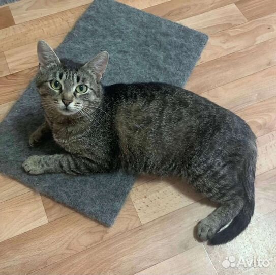 Шотландская кошка метис в добрые руки