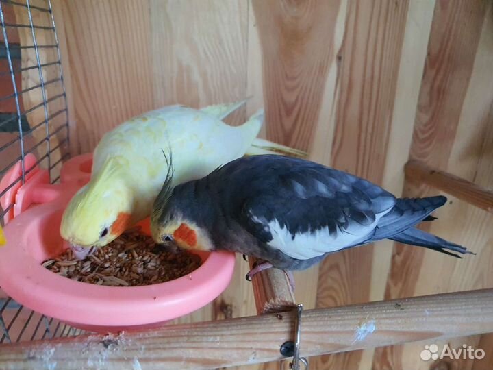 Попугай корелла птенец