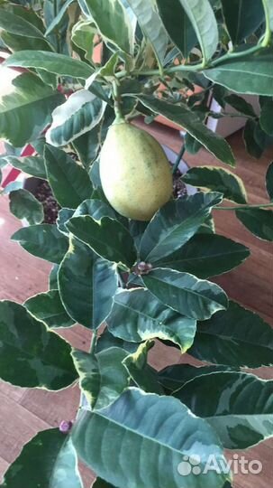 Домашние лимоны самых лучших сортов в Волгограде