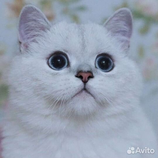 Элитный синеглазый котик