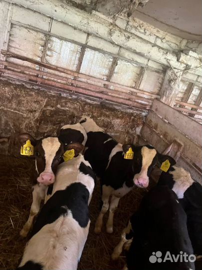 Крепкие телята бычки быстрая доставка