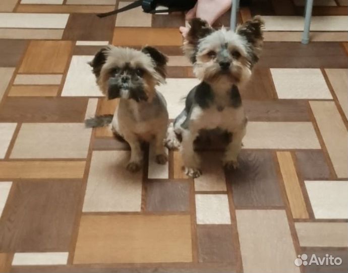 Щенки йорка