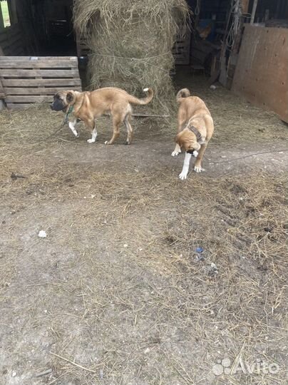 Щенки турецкого кангала