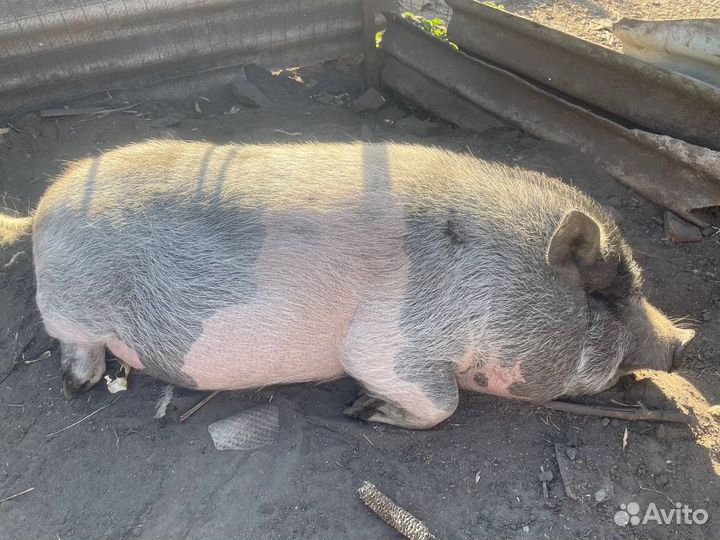Свиноматка хряк