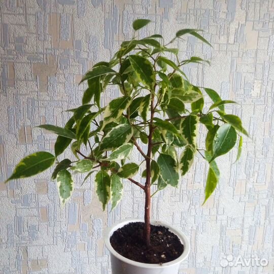 Фикусы Бенджамина