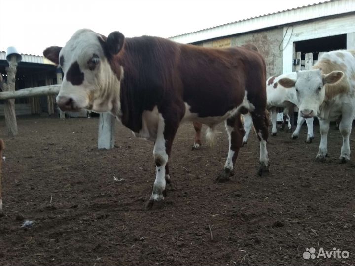 Бычки и тёлки