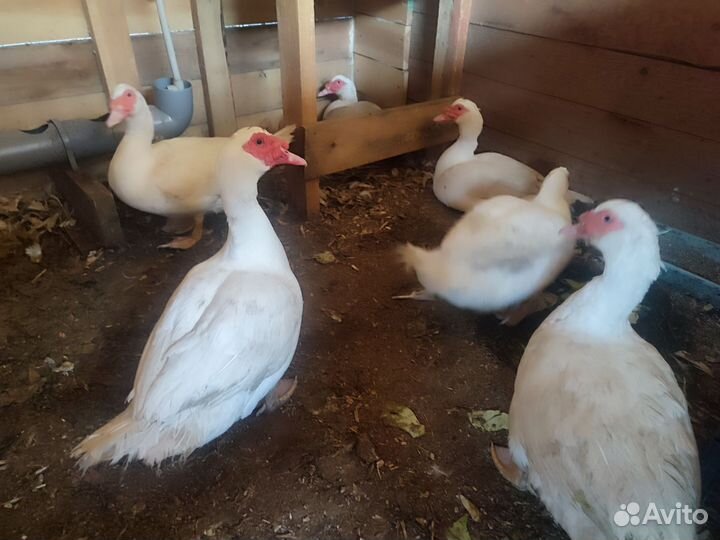 Утята гримо