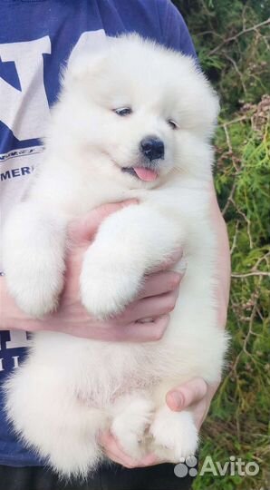 Малыши самоеды, возраст 2 месяца