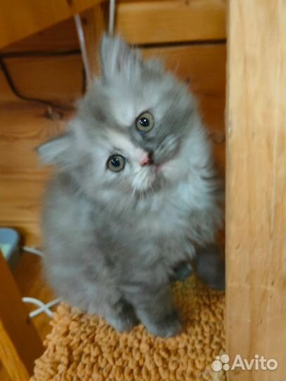 Шотландские вислоухие котята