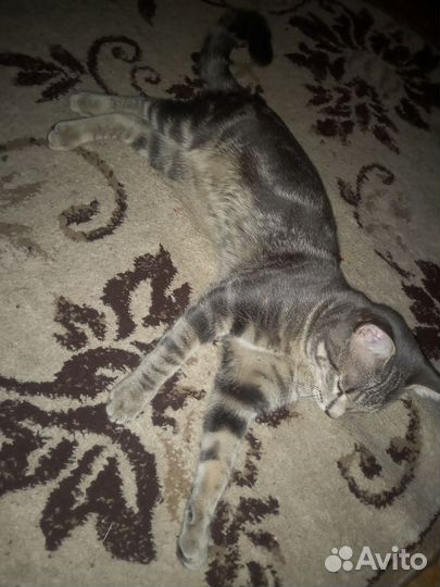 Кот на вязку