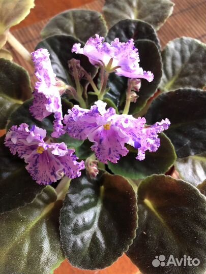 Фиалка, в цвете