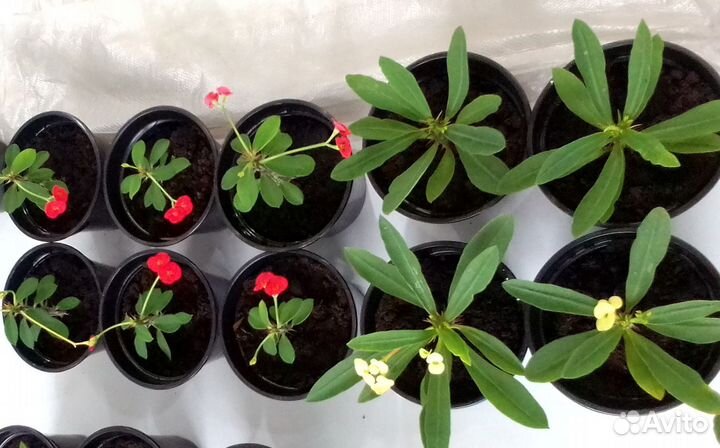 Молочай миля мелкоцвтковый