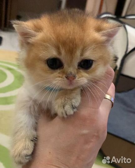 Британские котята