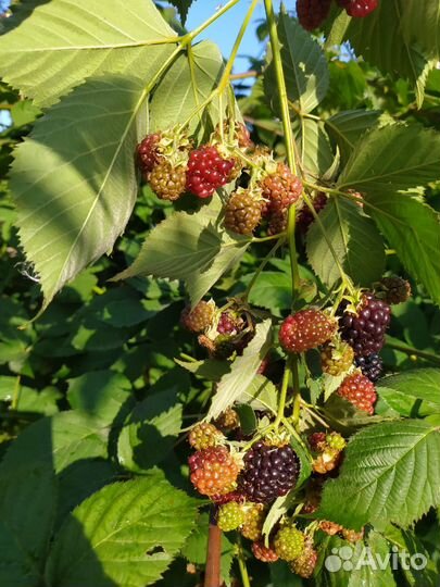 Продам саженцы ежевики