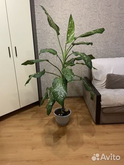 Диффенбахия растение