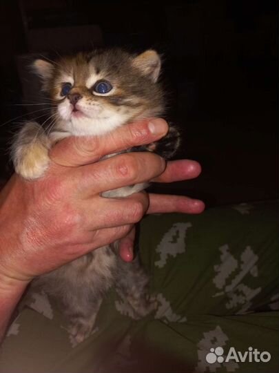 Кошка в дар бесплатно