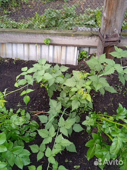 Отводки кимберленд