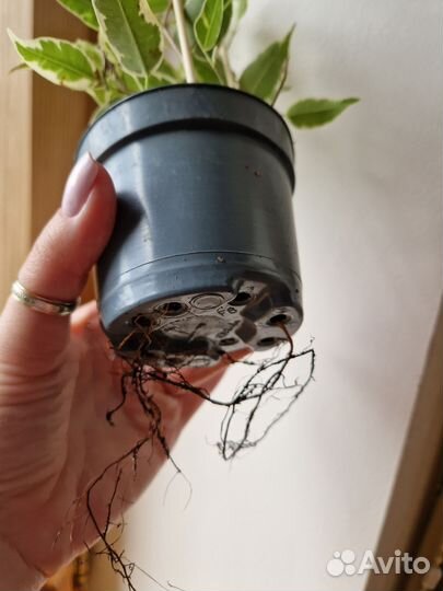 Фикус бенджамина пестролистный