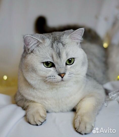 Котёнок девочка британская серебристая шиншилла