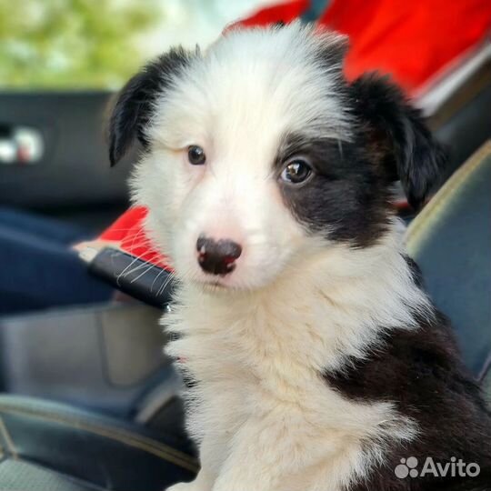 Бордер колли (девочка)